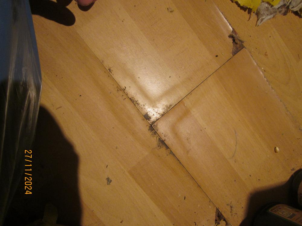 thumbs/WasserschadenVonUnten.Flurlaminatbersten.ZwischenKuechentuerUndWohnungstuer.SchwellungAbriebfeucht.26112024.JPG.jpg
